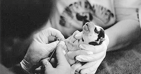 가축방역, 가축 수의사 이미지