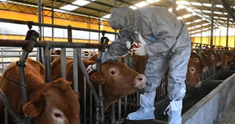 가축방역, 가축 수의사 이미지