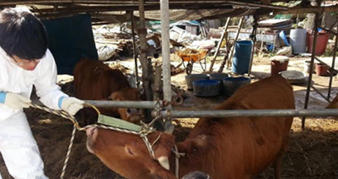가축방역, 가축 수의사 이미지