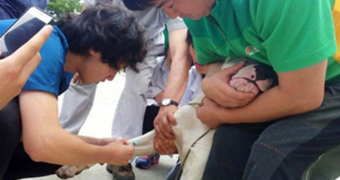 가축방역, 가축 수의사 이미지