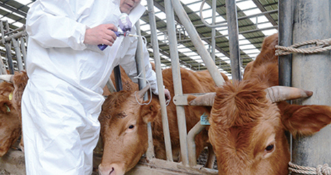 가축방역, 가축 수의사 이미지