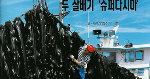 다시마 재배 우뭇가사리 사진