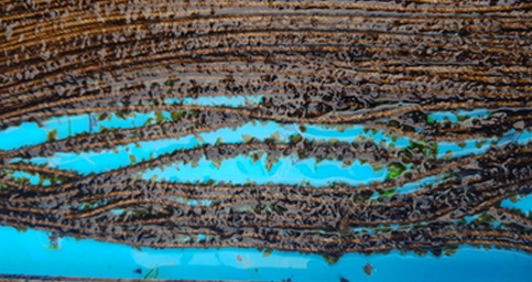 다시마 재배 우뭇가사리 사진