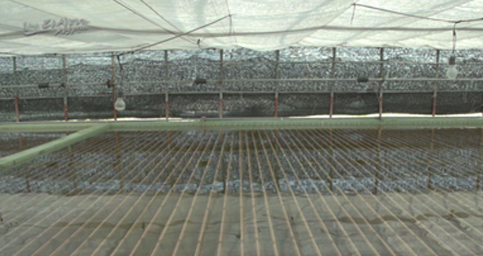 다시마 재배 우뭇가사리 사진