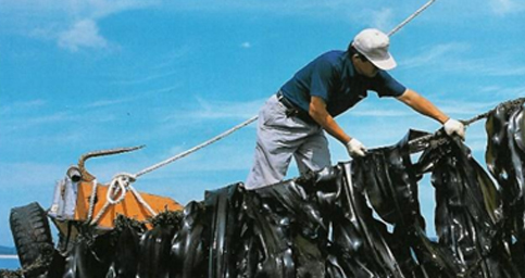 다시마 재배 우뭇가사리 사진