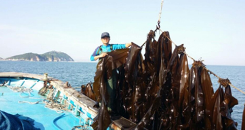 다시마 재배 우뭇가사리 사진