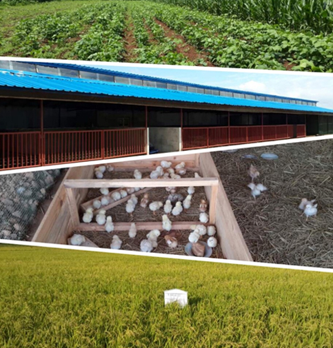 스마트팜, 딸기재배이미지