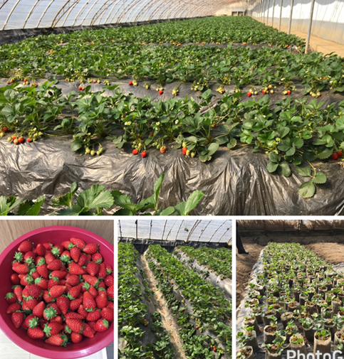 스마트팜, 딸기재배이미지