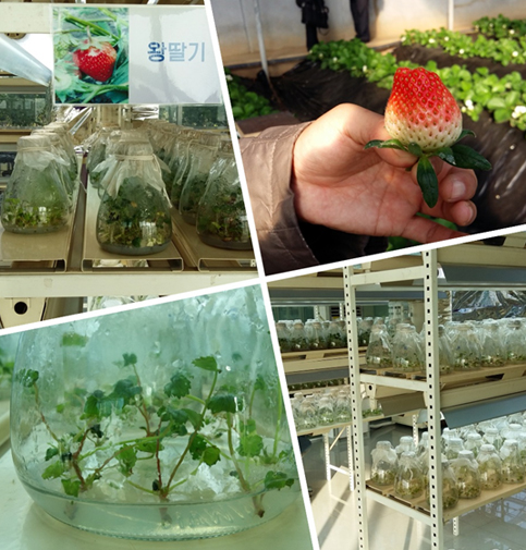 스마트팜, 딸기재배이미지